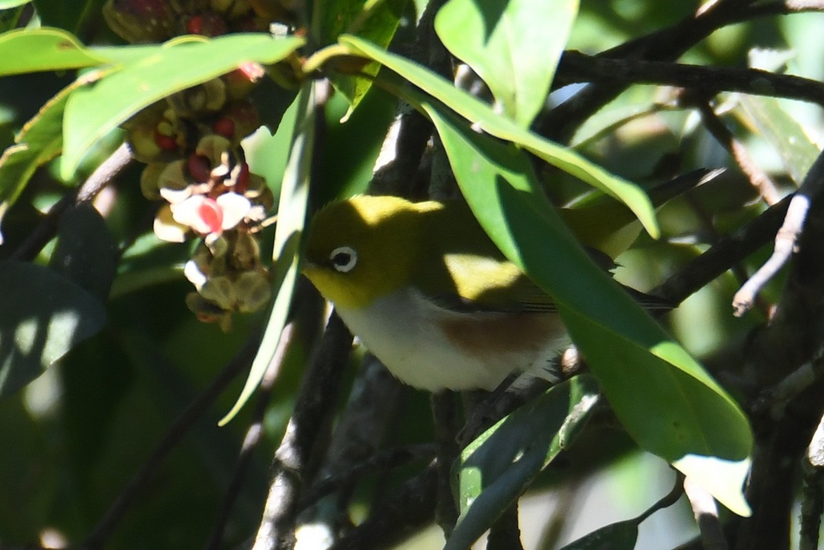 紅脇繡眼 - ML646212476