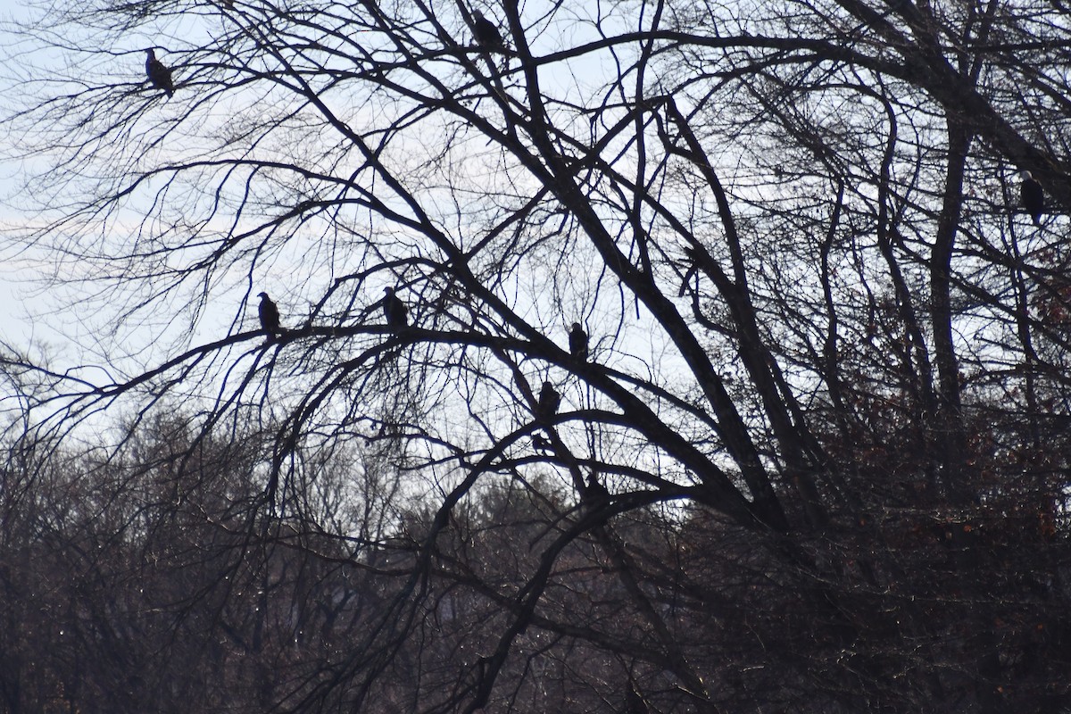 Bald Eagle - ML646212477