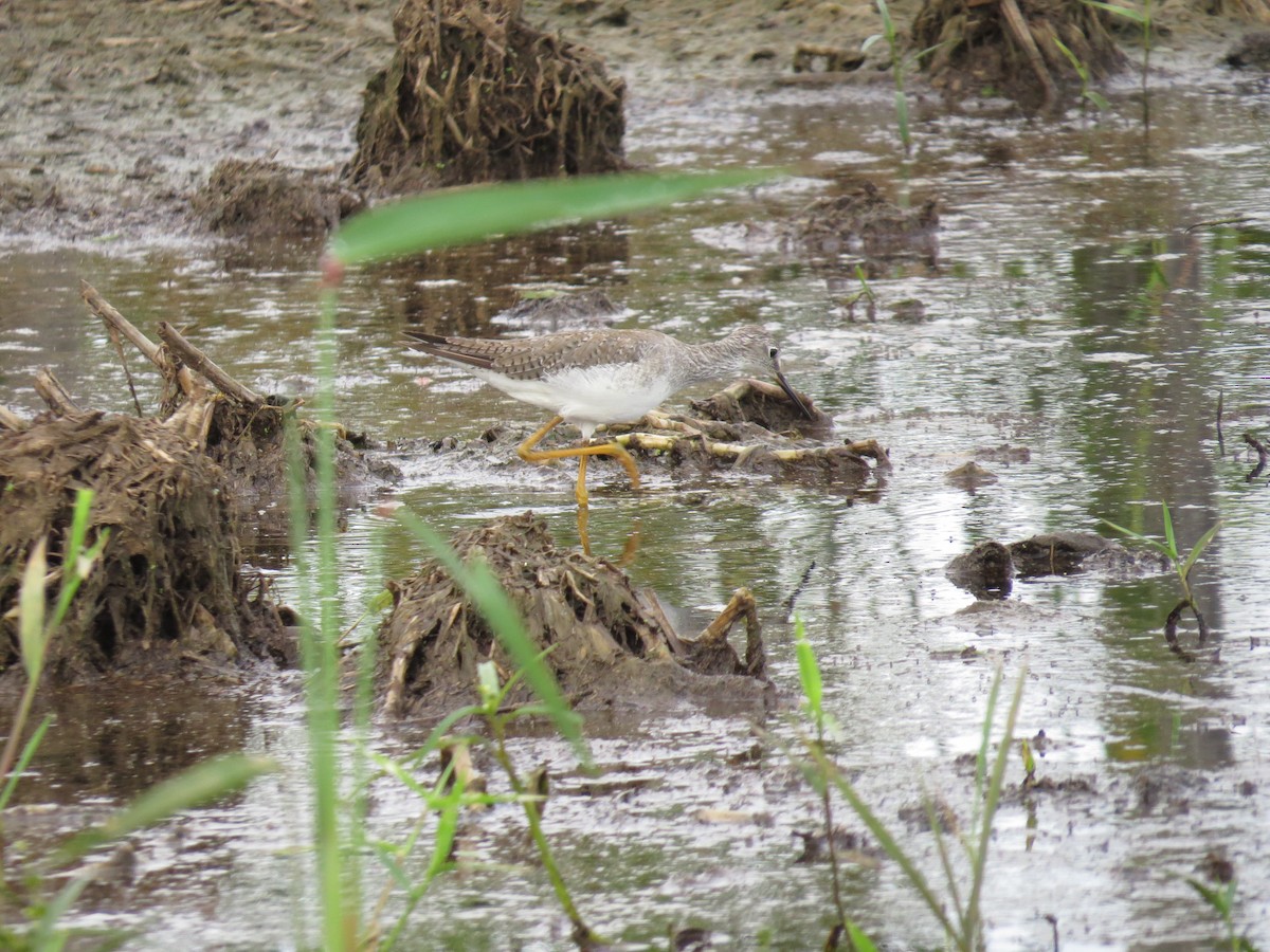 小黃腳鷸 - ML646212479