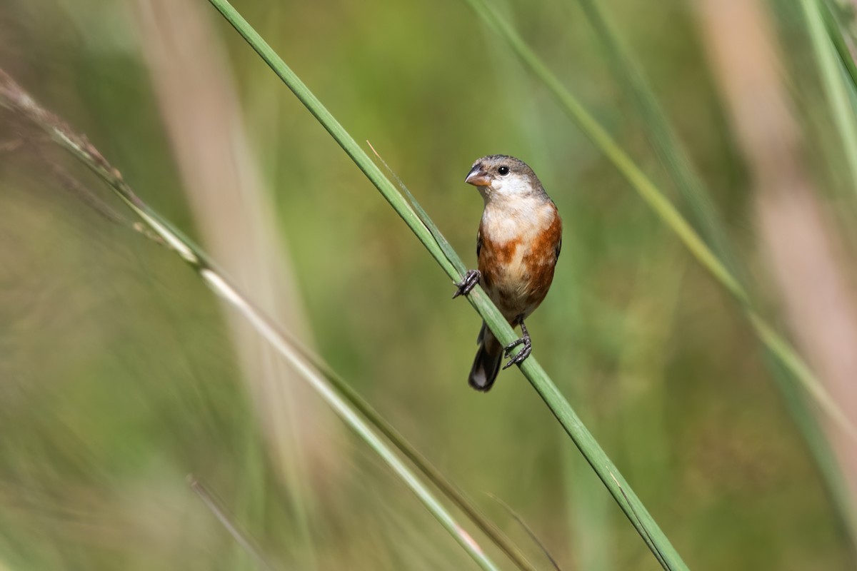 Marsh Seedeater - ML646212480