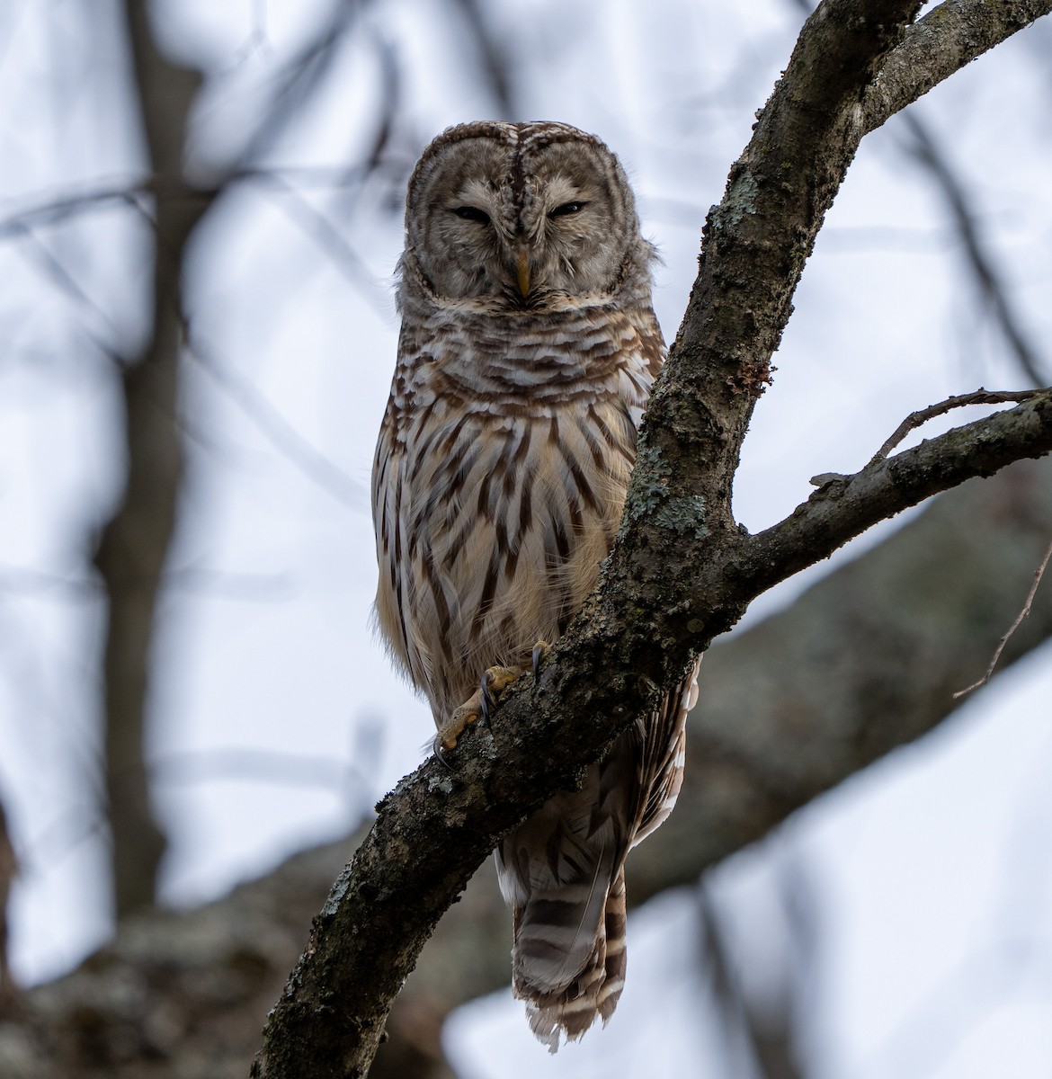 Barred Owl - ML646212481