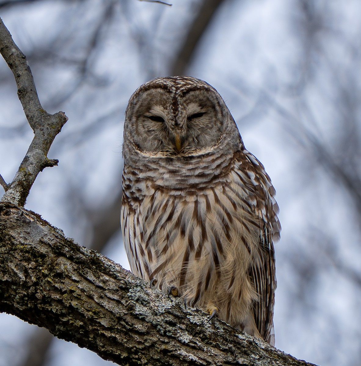 Barred Owl - ML646212482