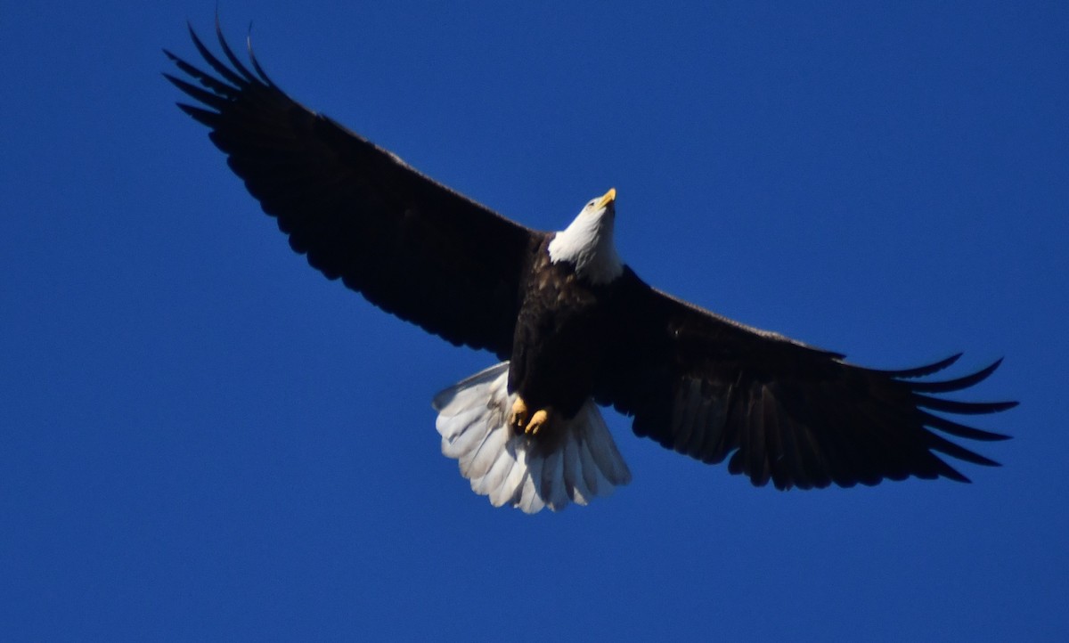 Bald Eagle - ML646212484