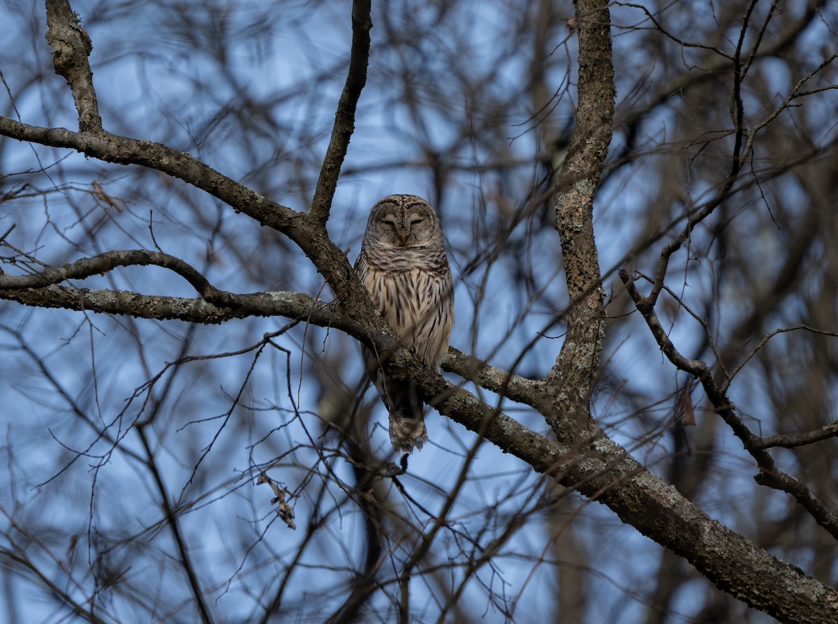 Barred Owl - ML646212485