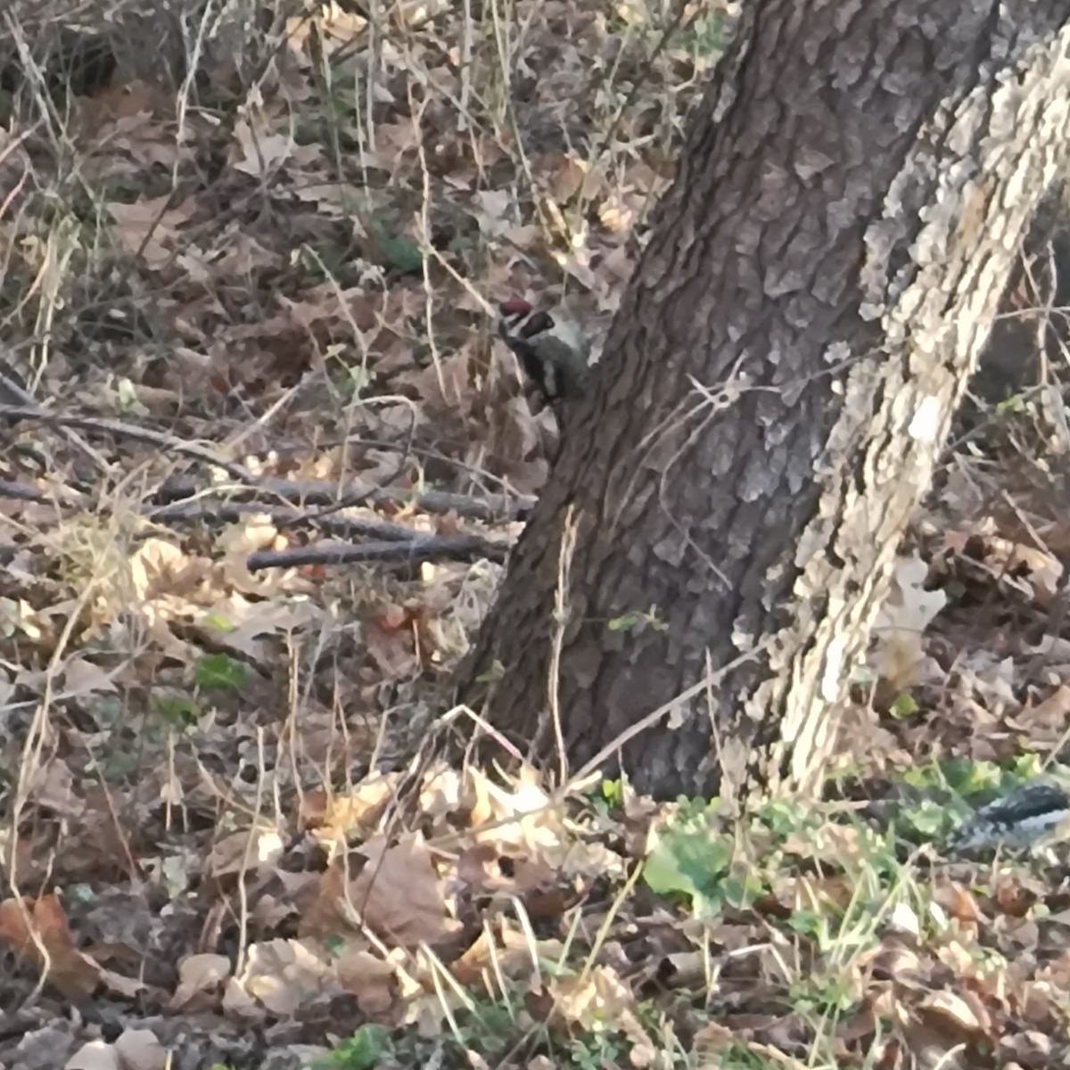 Yellow-bellied Sapsucker - ML646212486