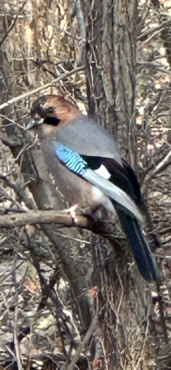 sojka obecná [skupina brandtii] - ML646212488