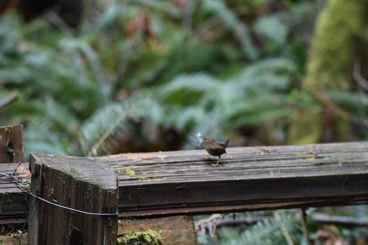 Pacific Wren - ML646212492