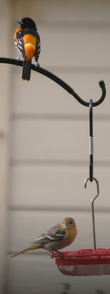 Балтиморский трупиал - ML646212494