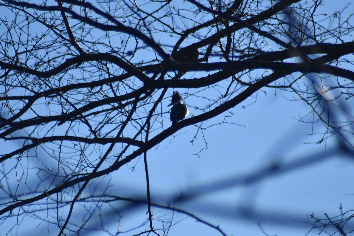 Martin handi iparramerikarra - ML646212495