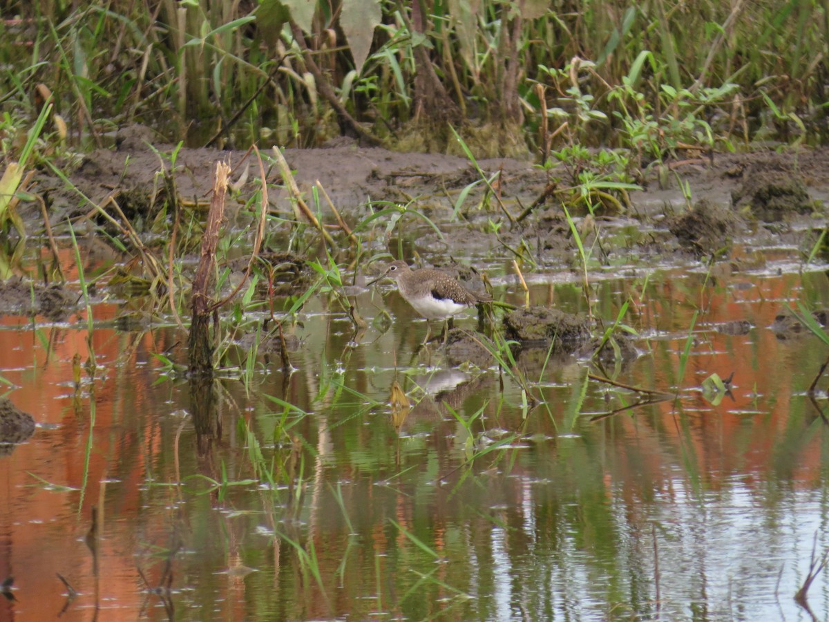 Solitary Sandpiper - ML646212511