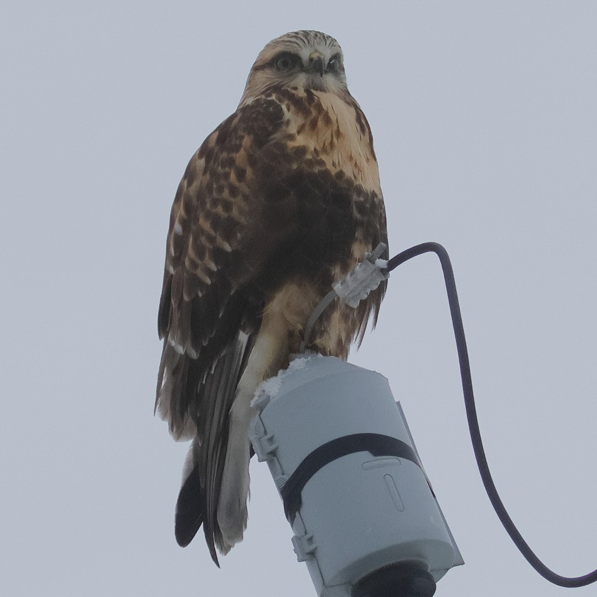 Тарлан сар - ML646212512