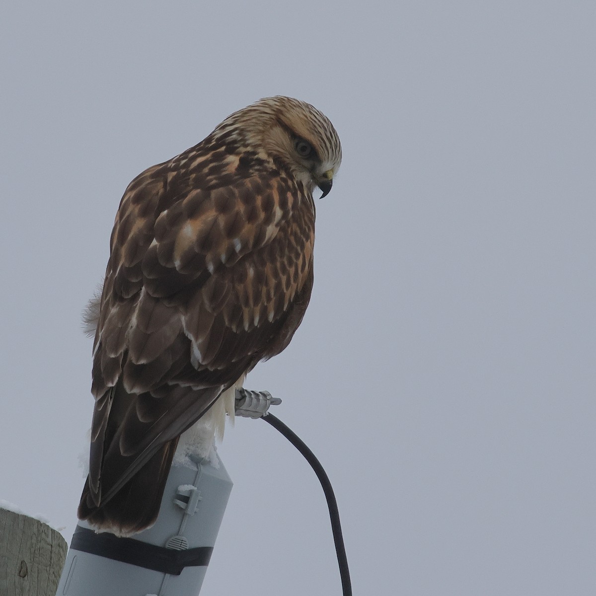 Тарлан сар - ML646212514