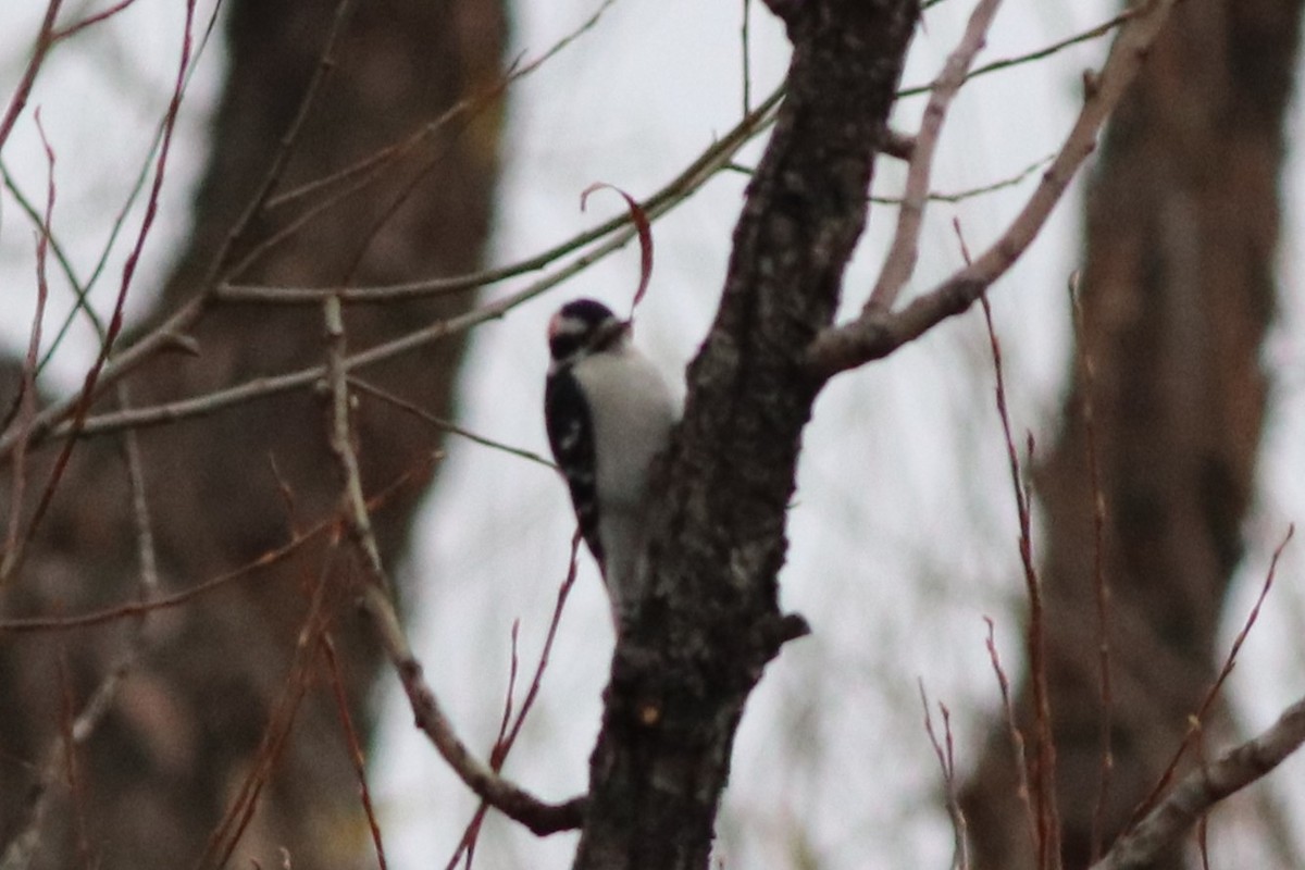 Downy Woodpecker (Rocky Mts.) - ML646212515
