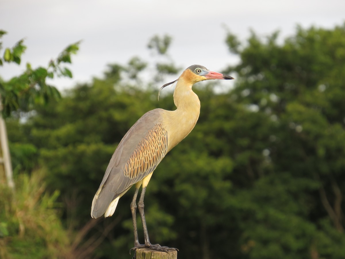 Whistling Heron - ML646212517
