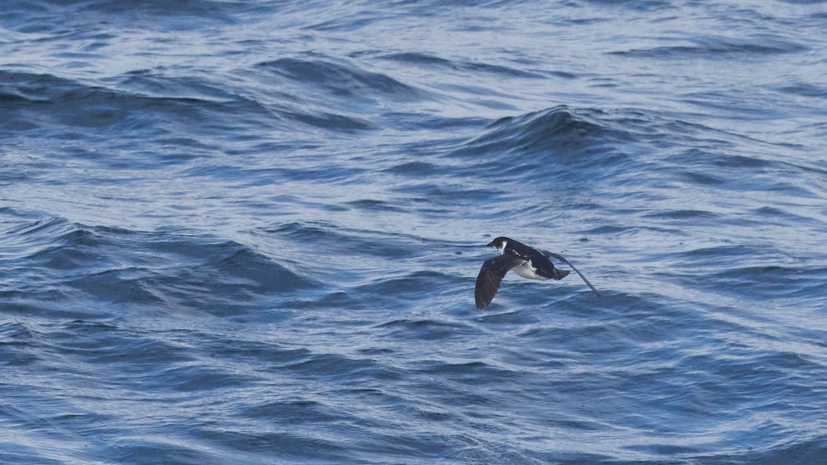 Magellanic Diving-Petrel - ML646212518