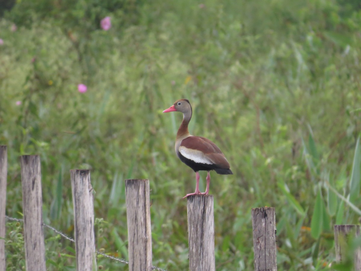 Black-bellied Whistling-Duck - ML646212521