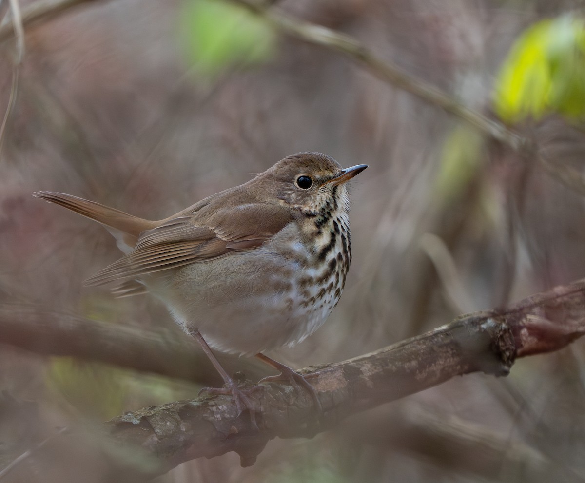 Дрізд-короткодзьоб плямистоволий - ML646212526