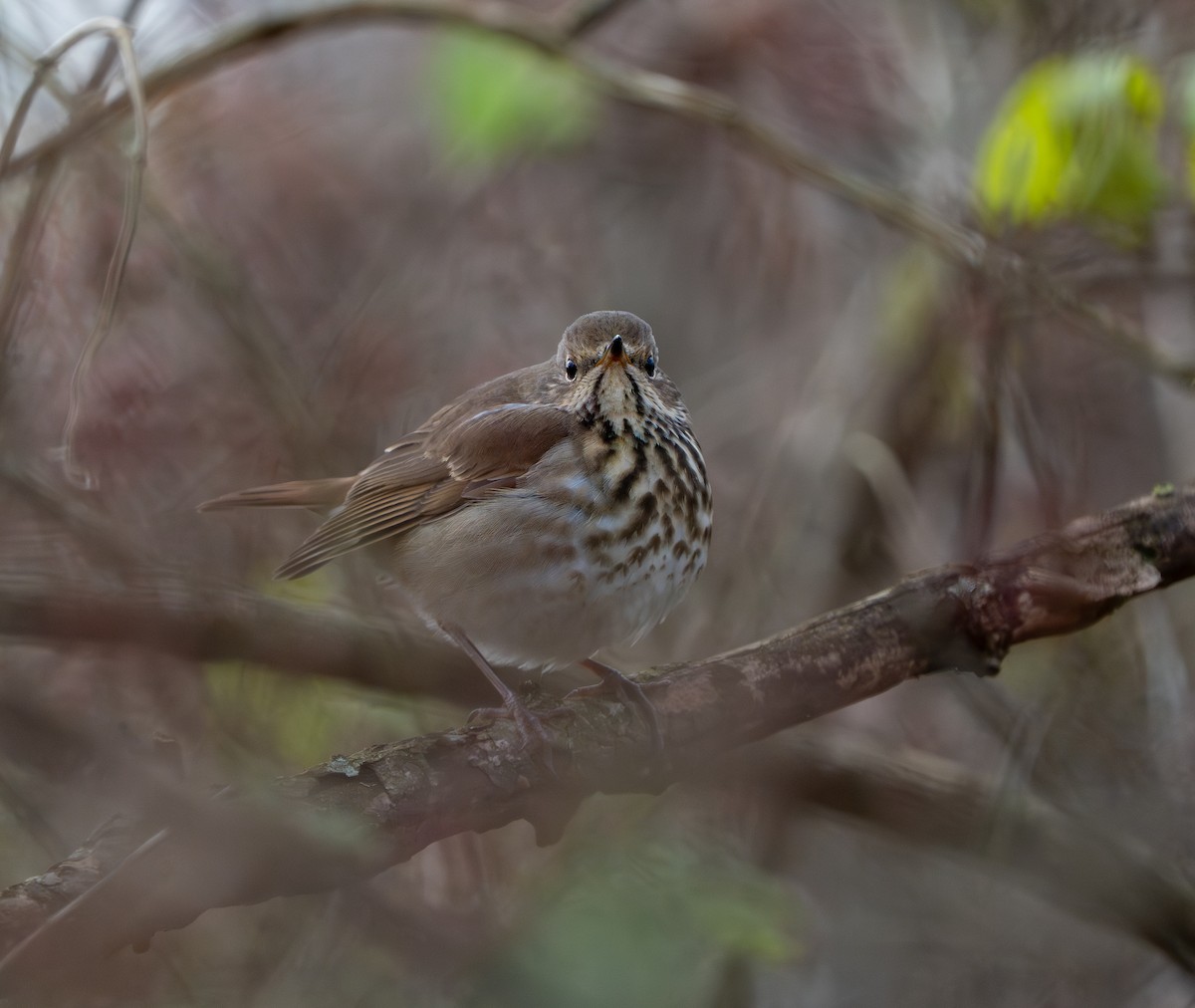 Дрізд-короткодзьоб плямистоволий - ML646212527