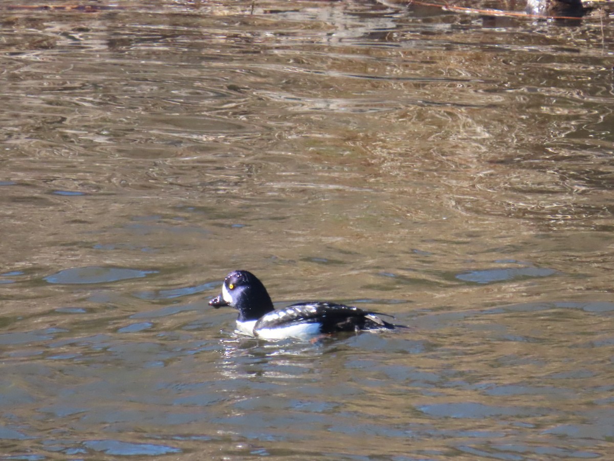 Murgilari islandiarra - ML646212530