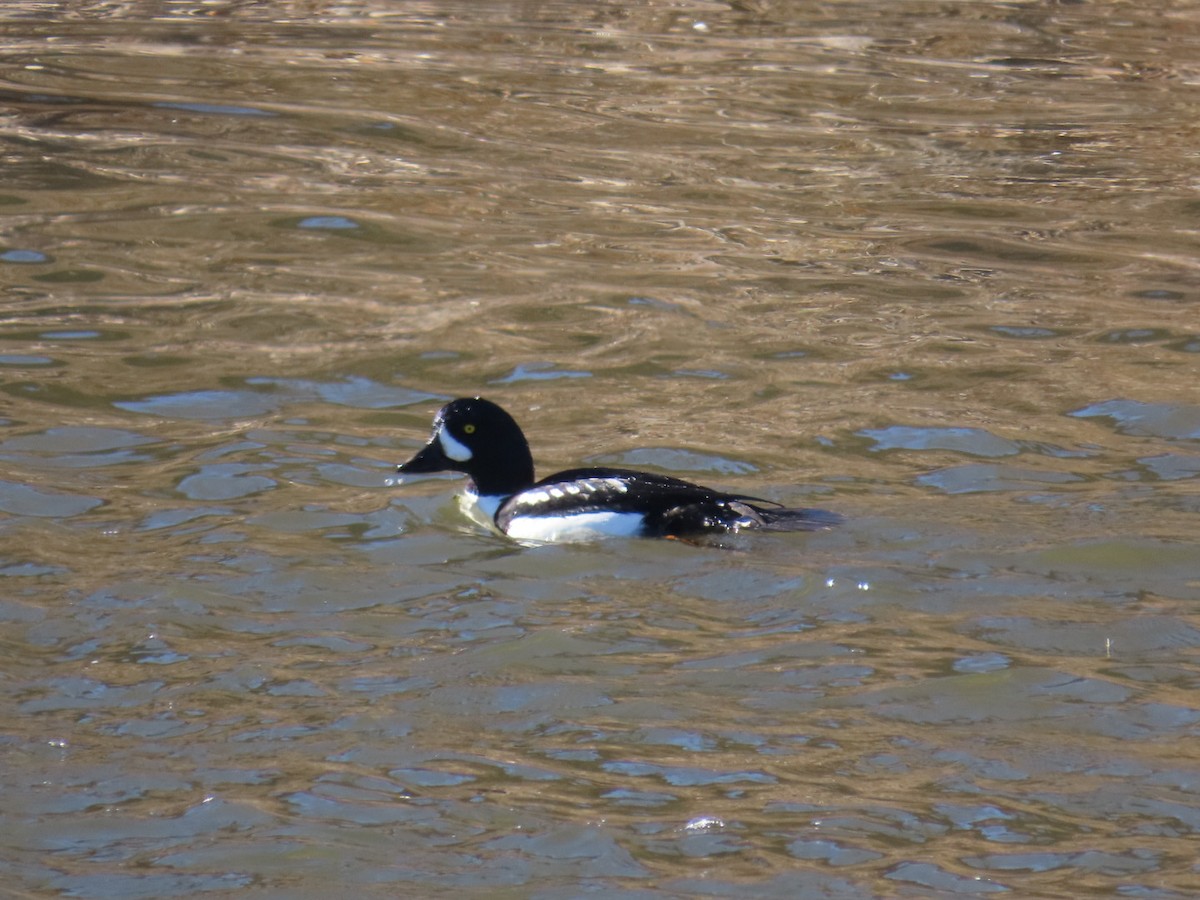 Murgilari islandiarra - ML646212531