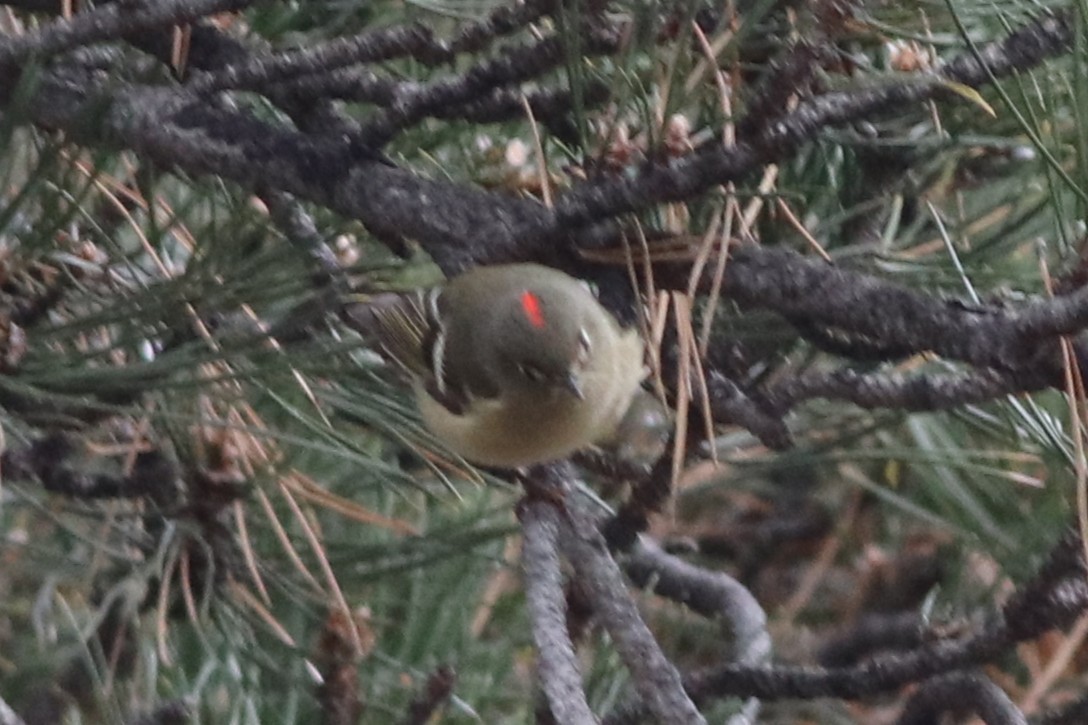 Ruby-crowned Kinglet - ML646212535