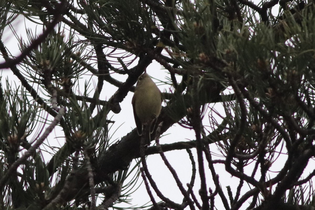 Ruby-crowned Kinglet - ML646212536