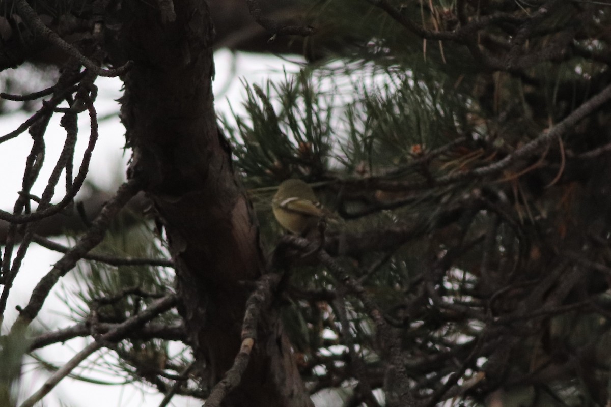 Ruby-crowned Kinglet - ML646212537