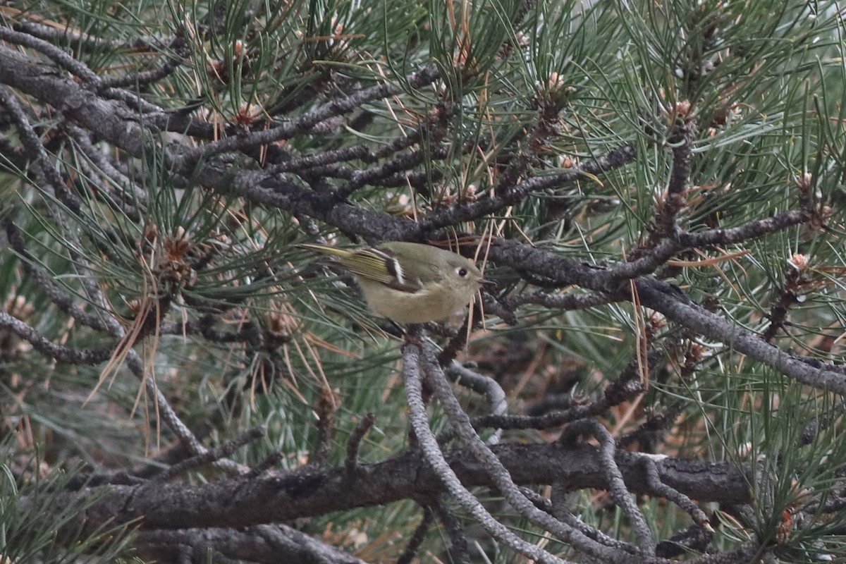 Ruby-crowned Kinglet - ML646212538