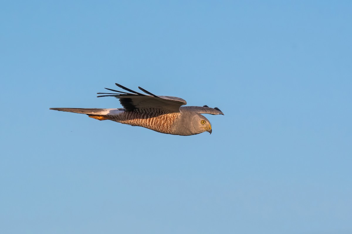 Cinereous Harrier - ML646212539