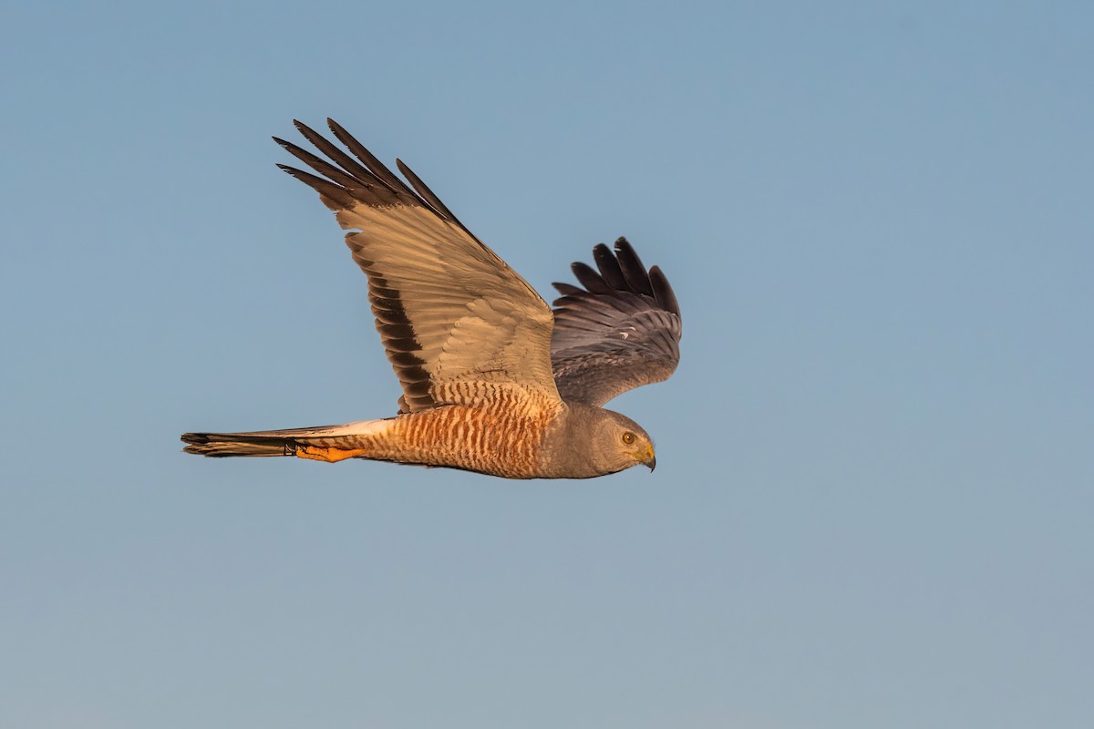 Cinereous Harrier - ML646212540