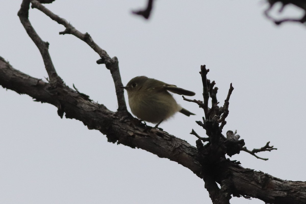 Ruby-crowned Kinglet - ML646212541
