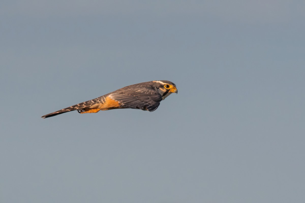 Aplomado Falcon - ML646212542