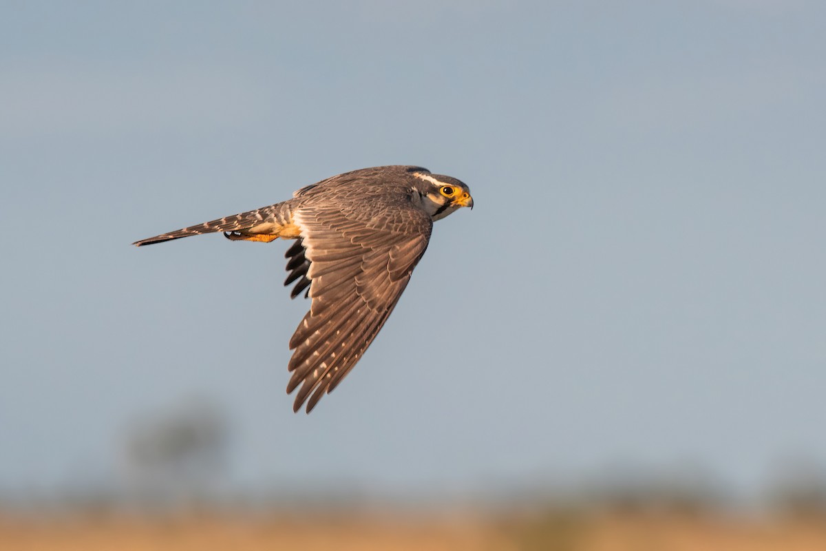 Aplomado Falcon - ML646212543