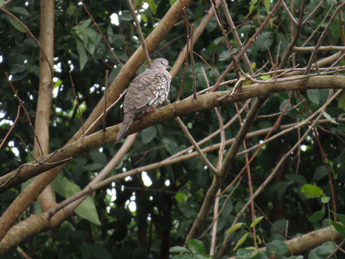 Scaled Dove - ML646212548