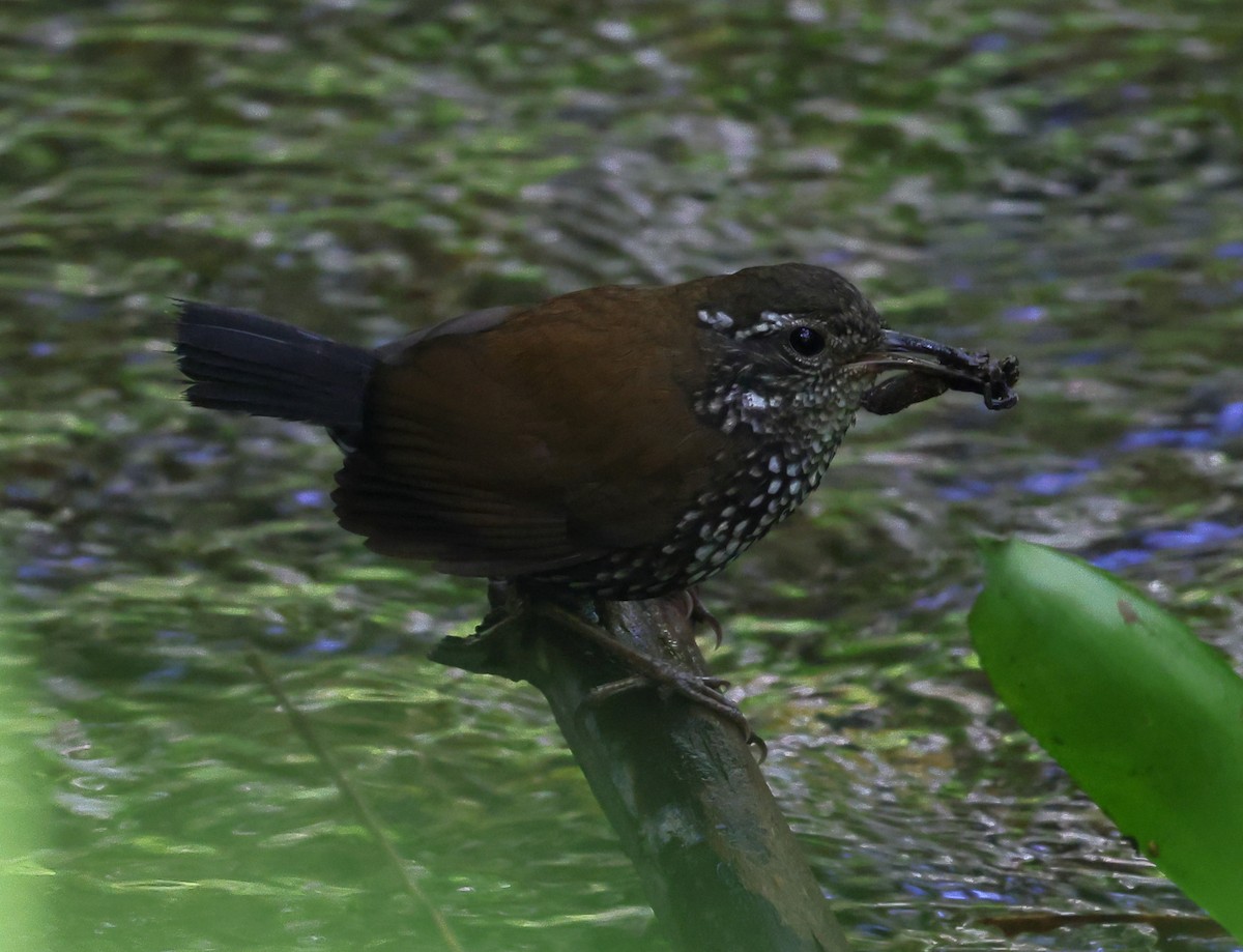 Sharp-tailed Streamcreeper - ML646212550