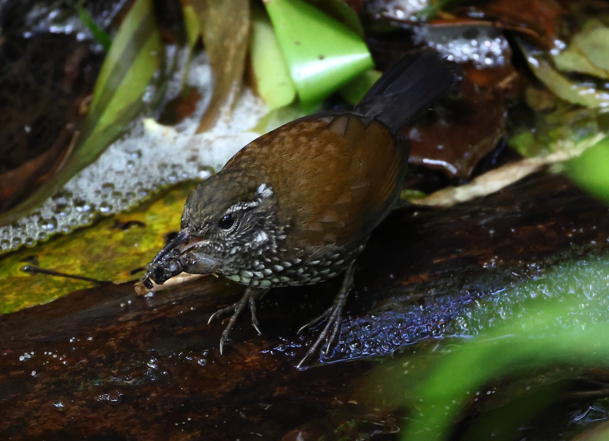 Sharp-tailed Streamcreeper - ML646212551