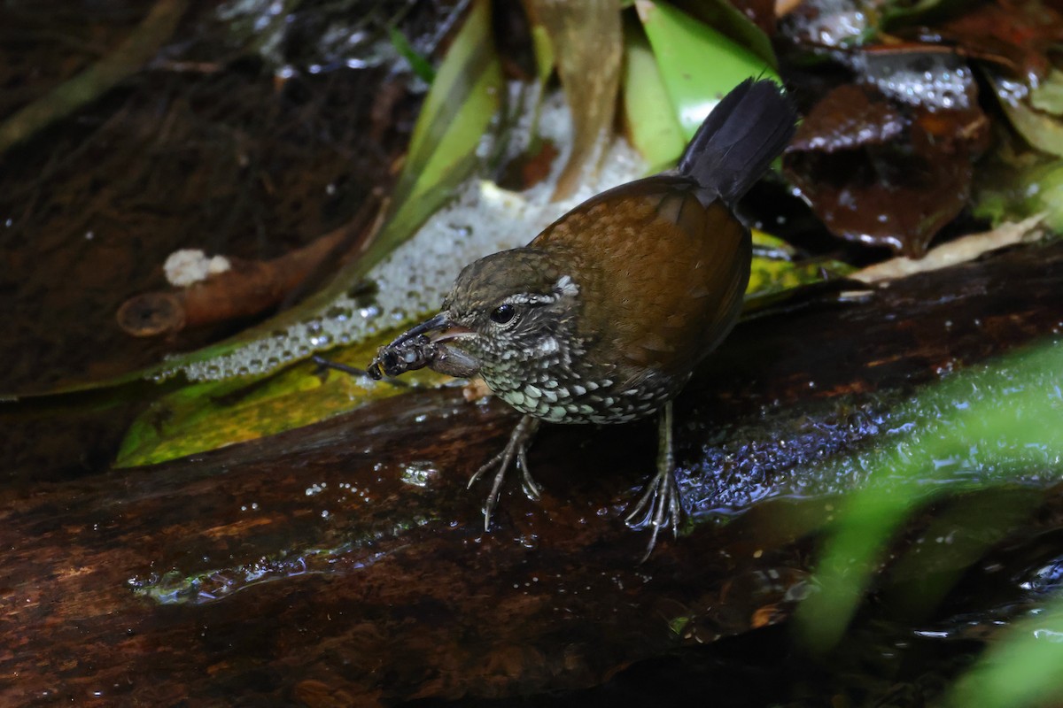 Sharp-tailed Streamcreeper - ML646212552
