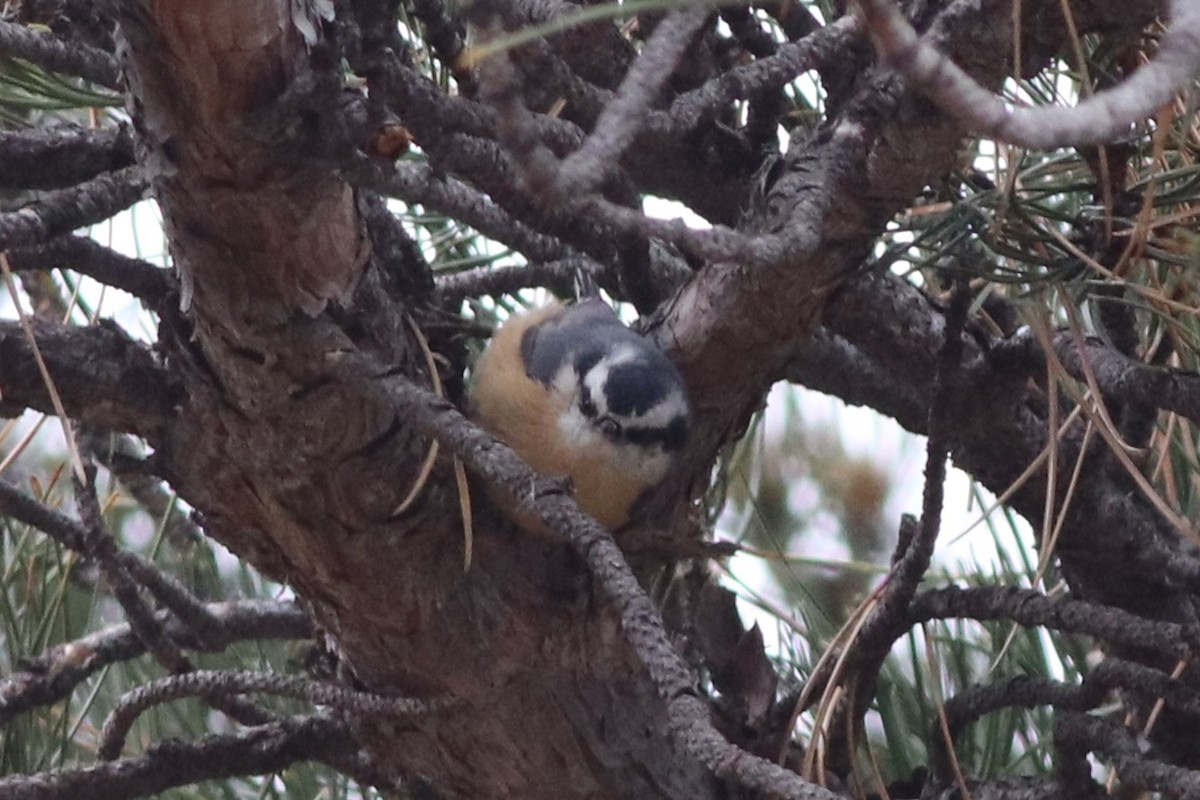Red-breasted Nuthatch - ML646212554