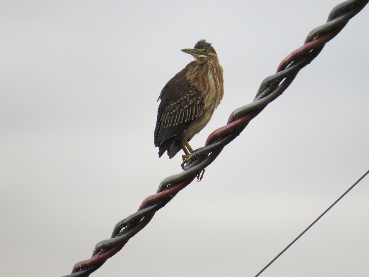 Striated Heron - ML646212557