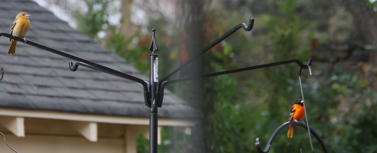 Балтиморский трупиал - ML646212558