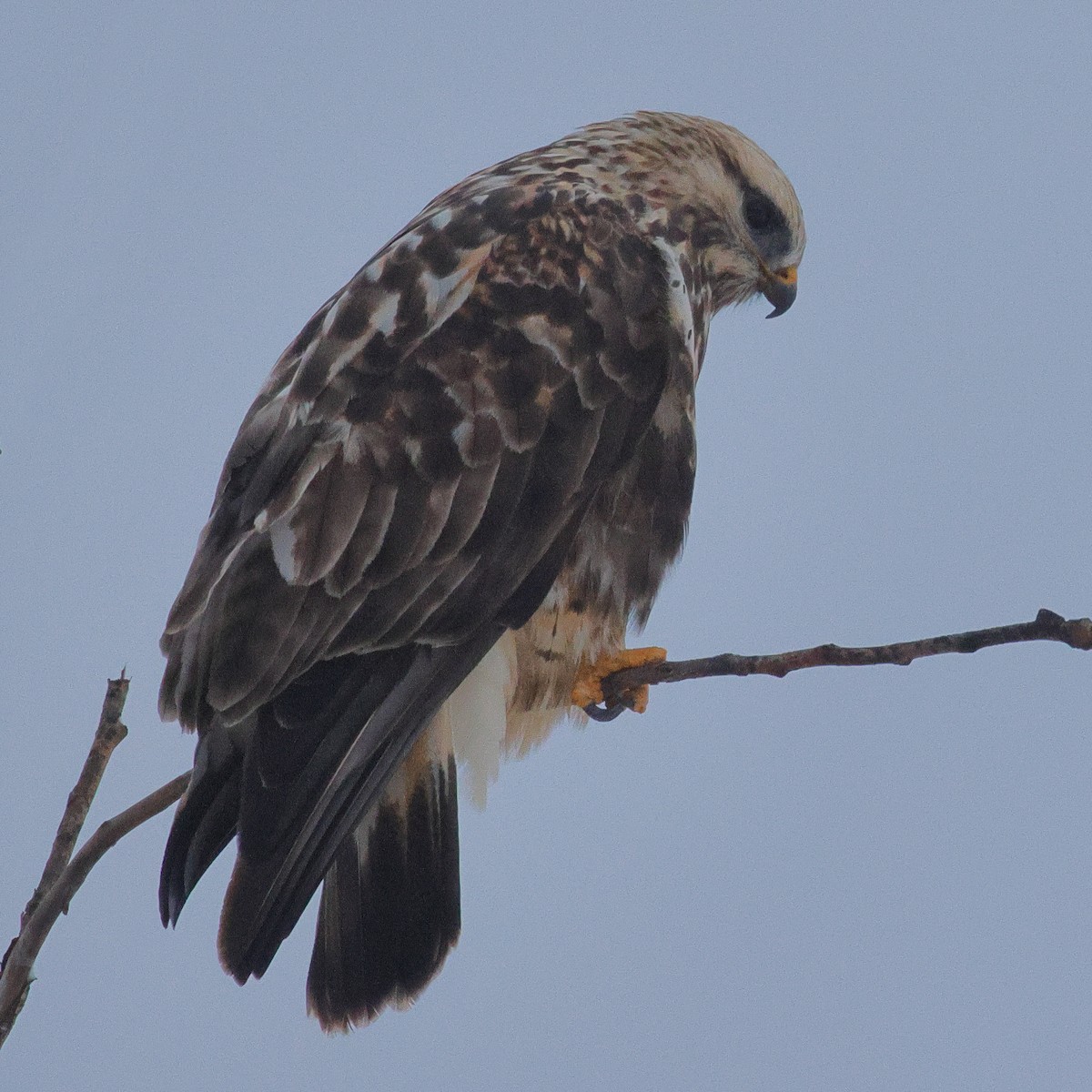 Тарлан сар - ML646212559