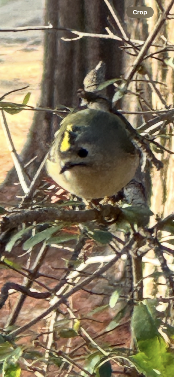 Reyezuelo Sencillo (Asiático) - ML646212560