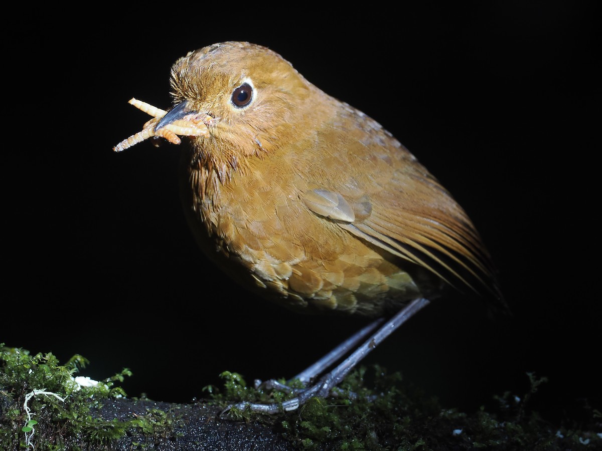 Tororoí de Urubamba - ML646212565