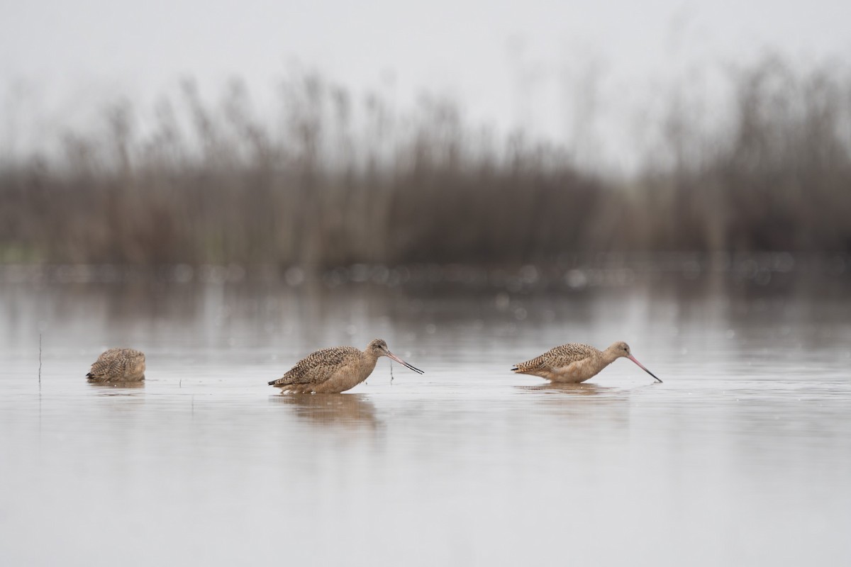 Aguja Canela - ML646212566