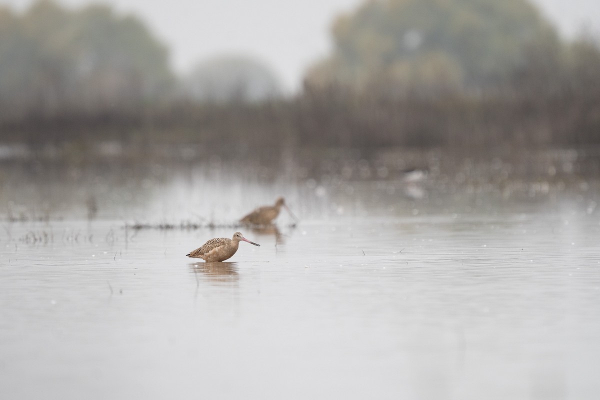 Aguja Canela - ML646212567