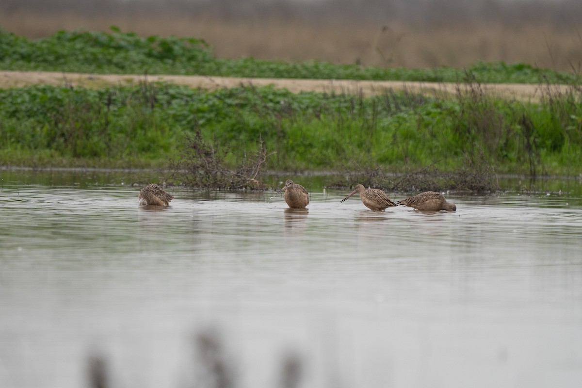 Aguja Canela - ML646212568