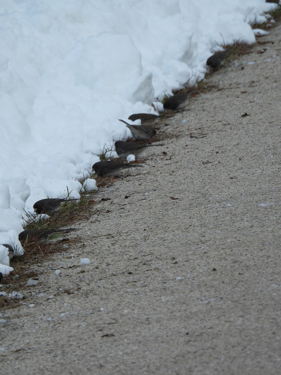 Junco Ojioscuro - ML646212569