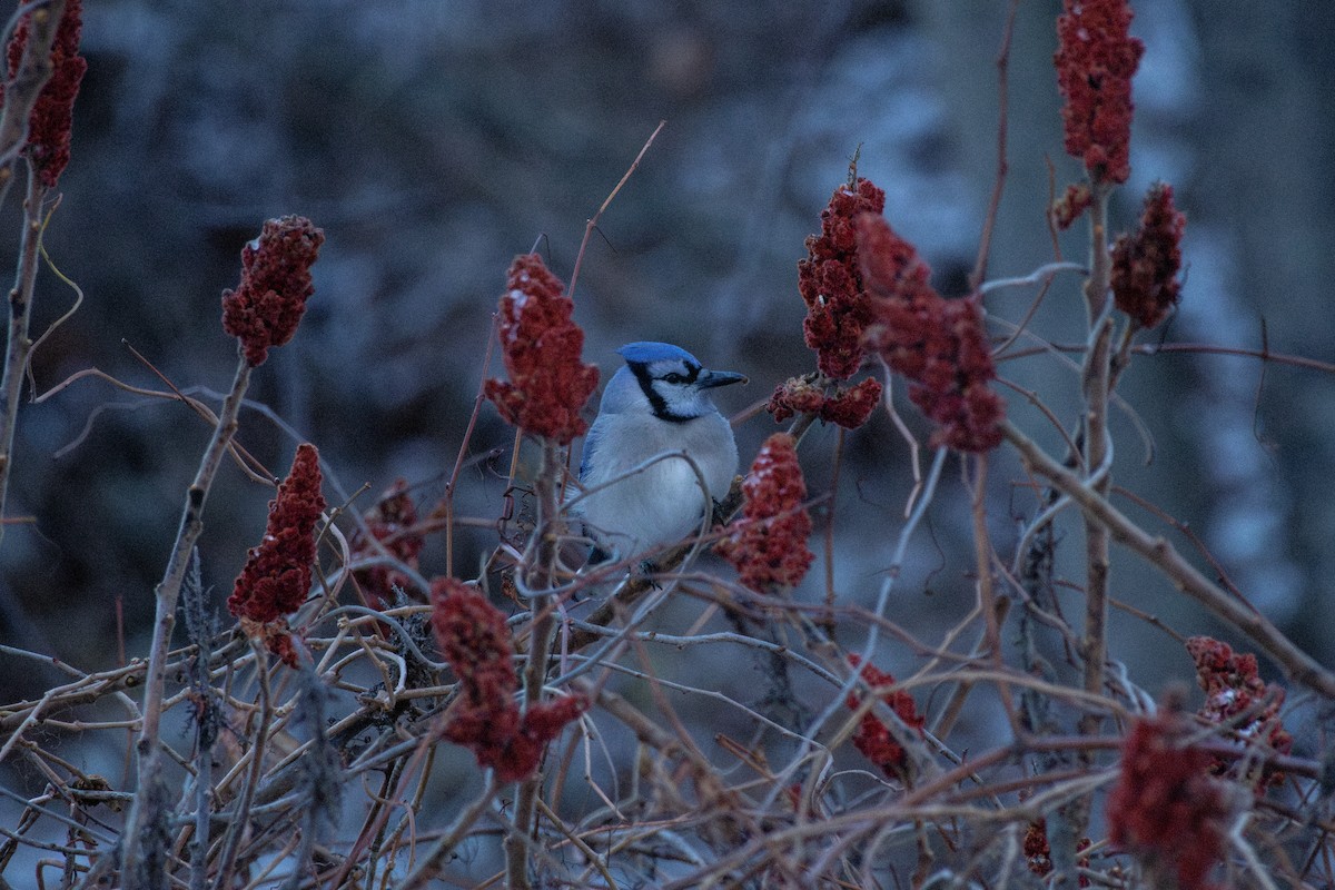 Chara Azul - ML646212570