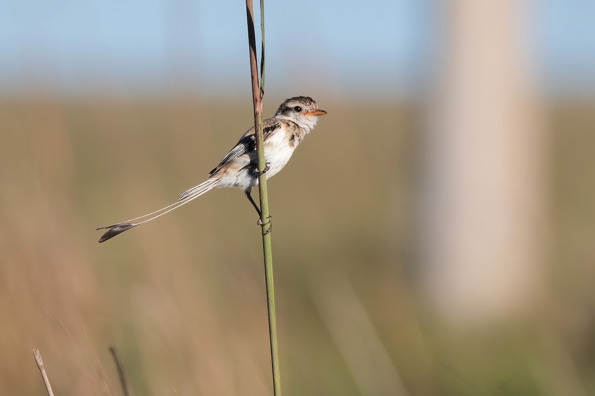 Yetapá Acollarado - ML646212571