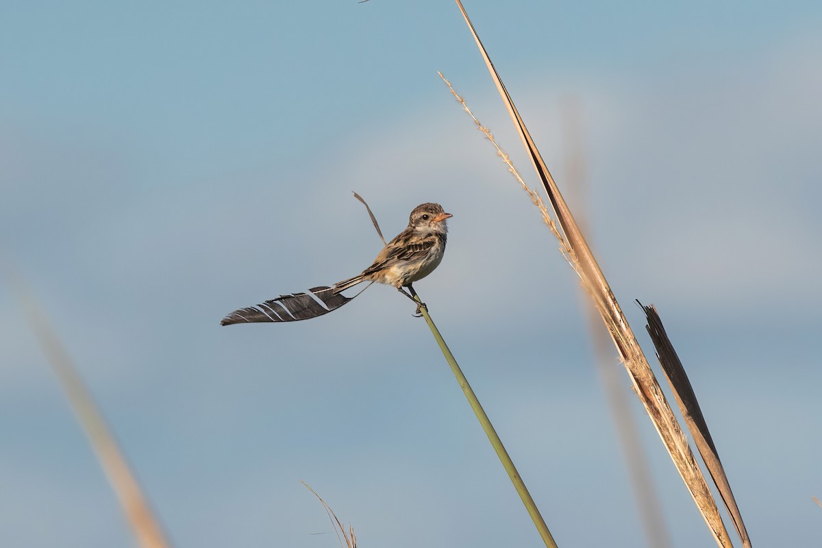 Yetapá Acollarado - ML646212572